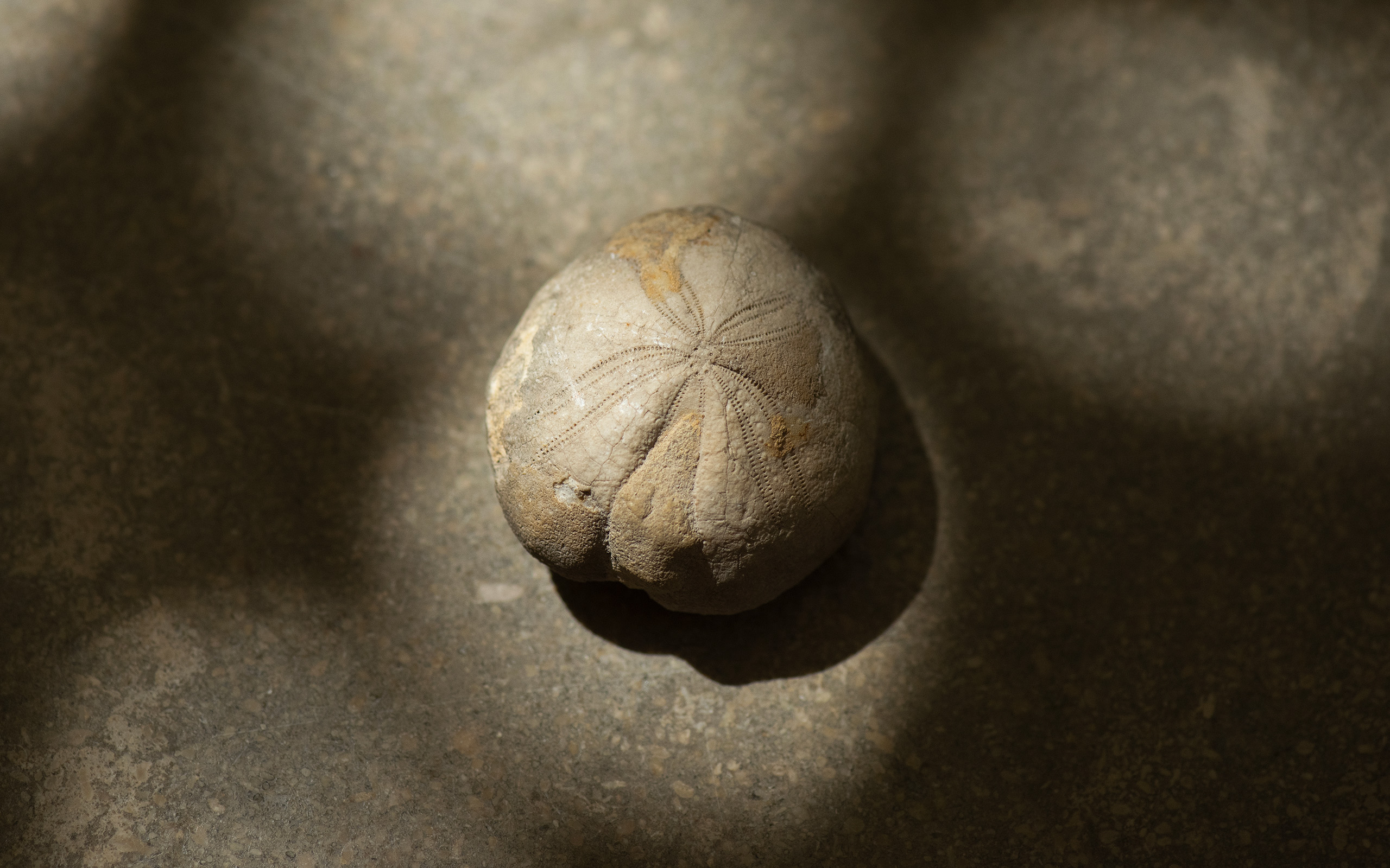 Vignobles de Trévallon