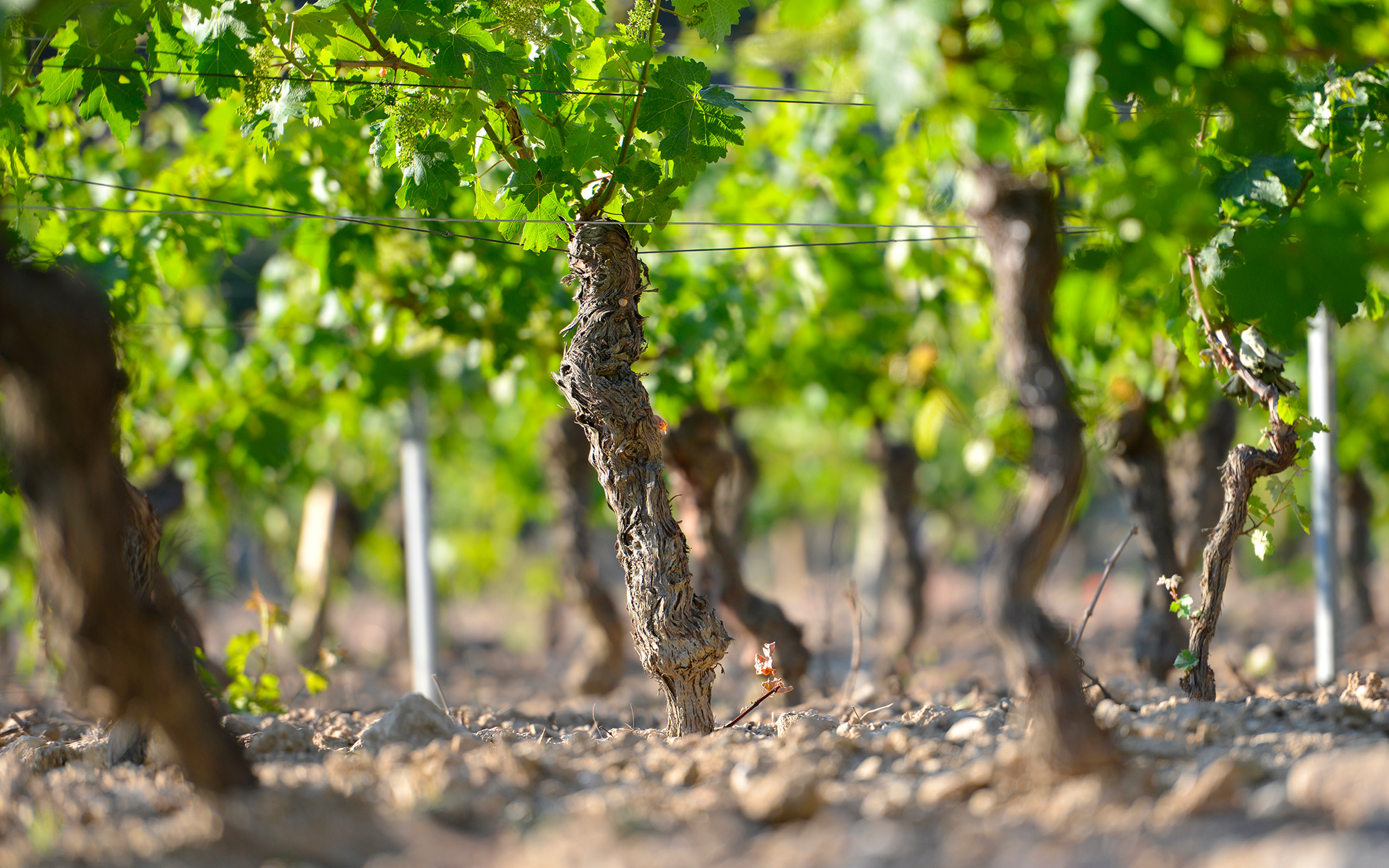 Vignobles de Trévallon